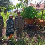 Satpol PP Konut Tertibkan Hewan Ternak Liar Di Wilayah Ibukota