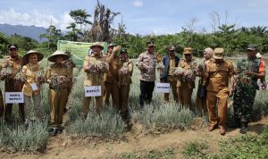 Pemda Konawe Utara Tingkatkan Ketahanan Pangan Lewat Panen Bawang Merah di Desa Tetewatu