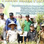 Bupati Konawe Utara Pimpin Panen Raya Padi Sawah 135 Hektare di Desa Matanggonawe